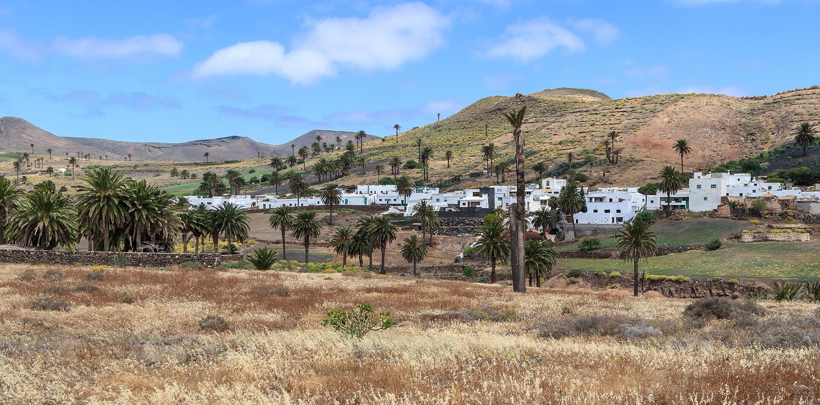 El pueblo blanco de Haría entre palmeras canarias, con un campo de hierba seca en primer plano y montañas suaves bajo un cielo azul.