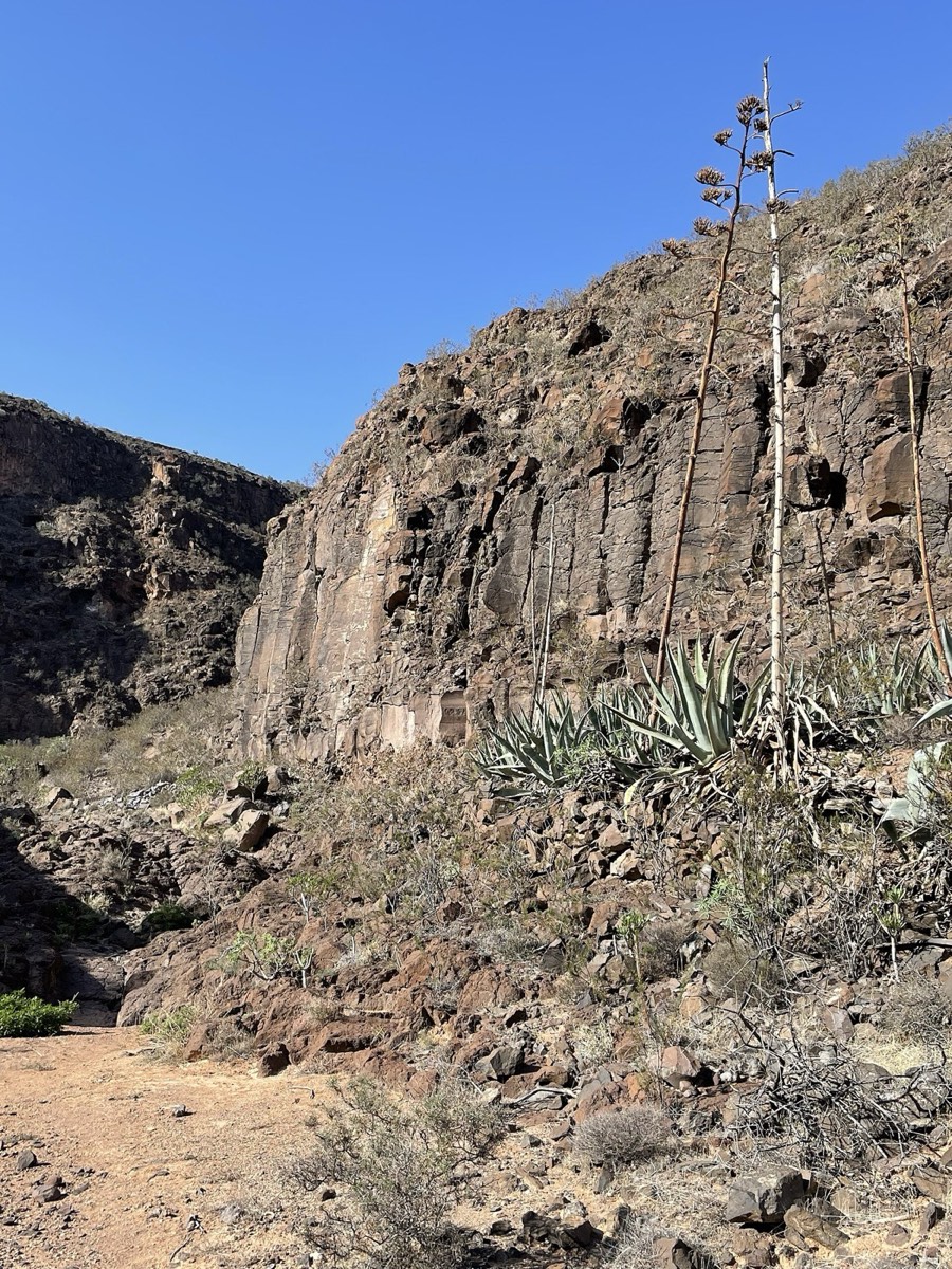 Paredes de basalto y pitas en el Barranco de Tenegüime, cerca de Guatiza