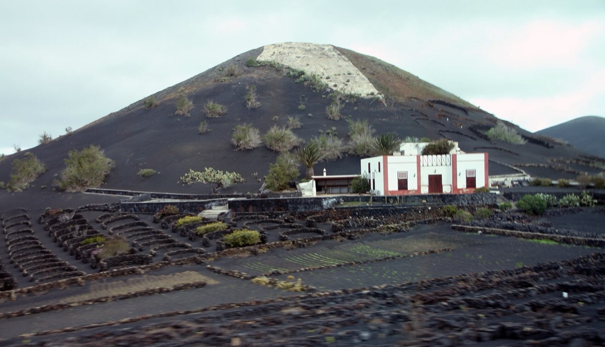 Viñedos en hoyos sobre ceniza negra en La Geria, al pie de un volcán