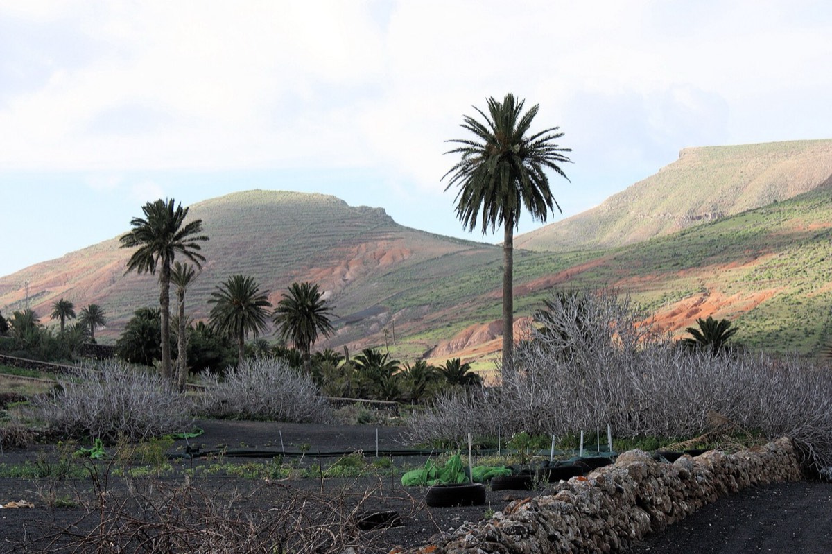 Palmeras canarias y laderas del valle de Haría