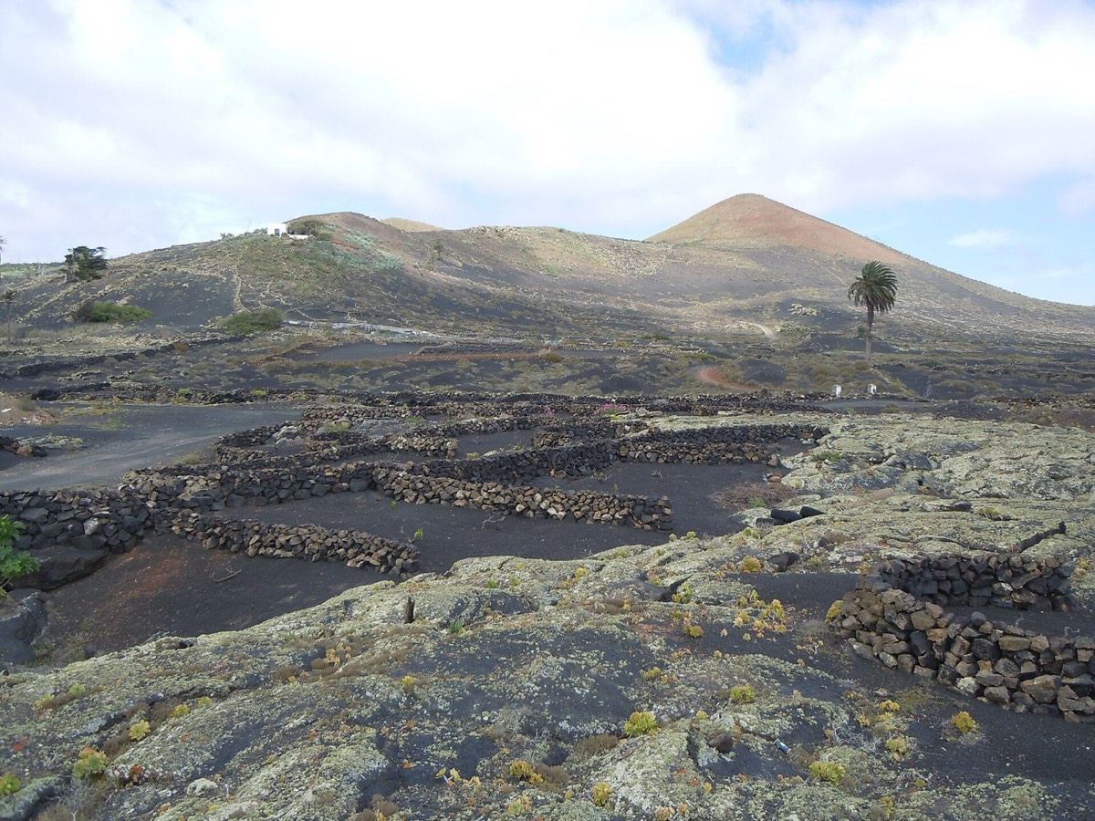 Montaña Juan Bello, ocre, tras viñedos en ceniza volcánica con muros de piedra