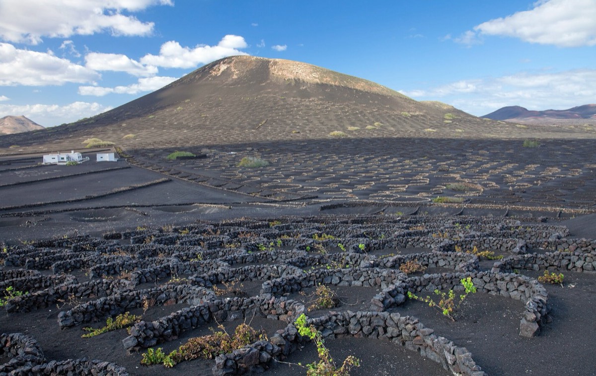 Viñas en hoyos de ceniza negra protegidas por muros de piedra en La Geria, con un volcán al fondo