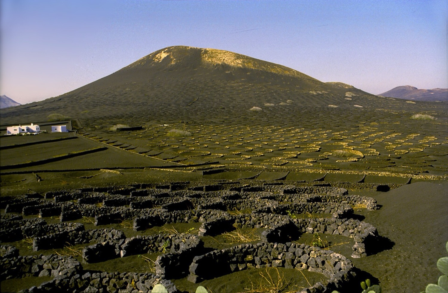Viñedos de La Geria, en Lanzarote: cepas en hoyos de ceniza negra protegidos por muretes de piedra, con un volcán al fondo. Paisaje de la malvasía volcánica, no la bodega premiada.
